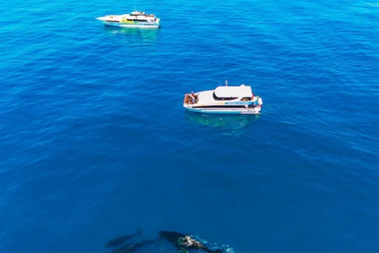 Perth: Whale Watching Cruise from Hillarys Boat Harbour