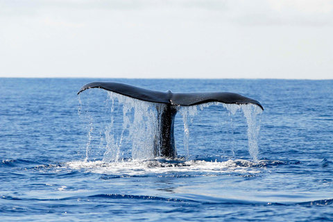 Pico Island: Azorerna val- och delfinskådning på Zodiac Boat