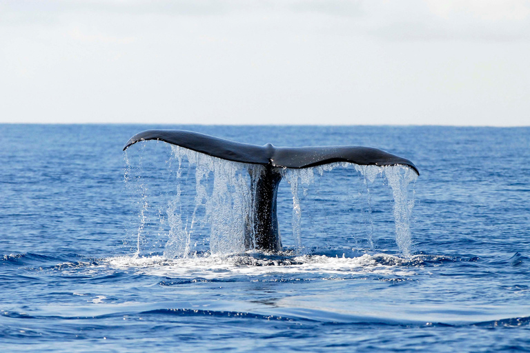 Ilha do Pico: Observação de Baleias e Golfinhos dos Açores no Zodiac Boat