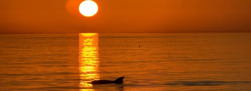 Clearwater Beach : croisière au coucher du soleil avec observation des dauphins