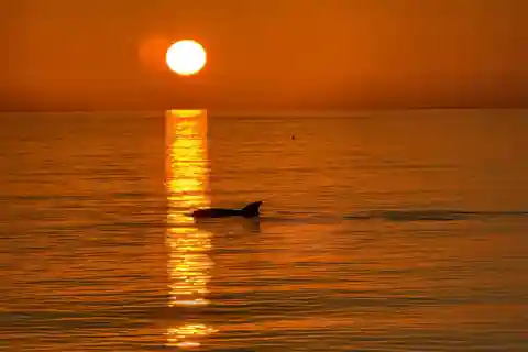 Clearwater Beach: Dolphin-Watching Sunset Cruise