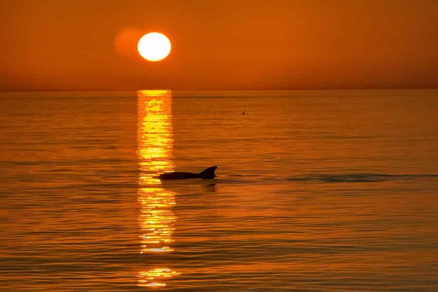 Clearwater Beach: Delfinbeobachtungsfahrt bei Sonnenuntergang. Foto: GetYourGuide