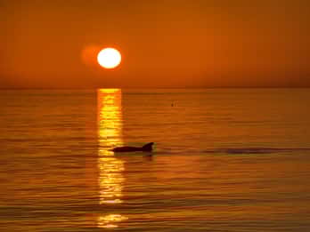 Clearwater Beach: Delfinbeobachtungsfahrt bei Sonnenuntergang