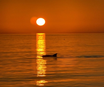 Clearwater Beach: Dolphin-Watching Sunset Cruise