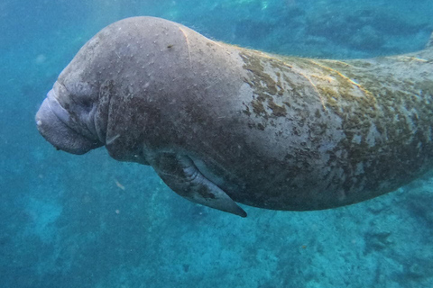 Crystal River: Guided Manatee Tour Heated Boat Free Photos