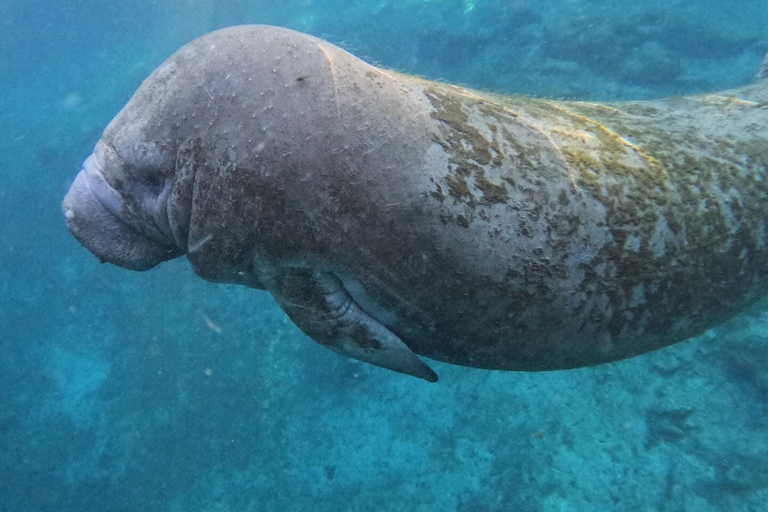 Crystal River: Guided Manatee Tour Heated Boat Free Photos