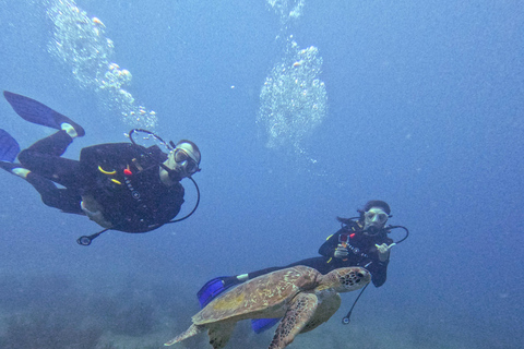 Tayrona National Park: Fun Dives in Caribbean Reefs