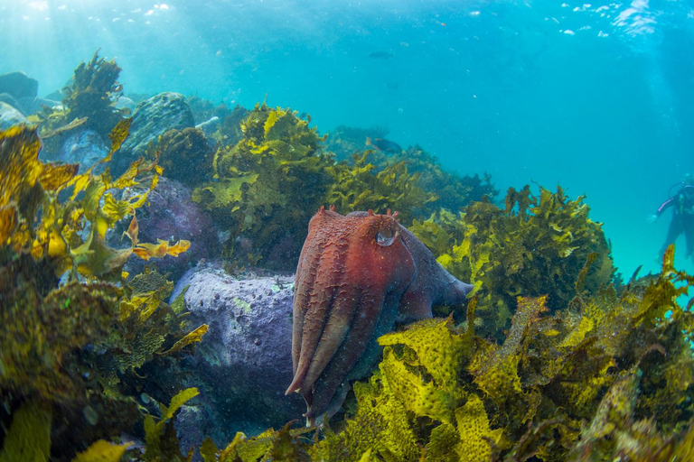Sydney: Scuba Dive In Sydney, No Experience Required