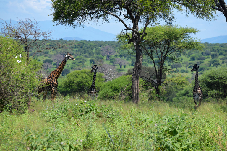 Tarangire-Nationalpark &amp; Eyasi-See (Datoga- &amp; Hadzabe-Dörfer)Premium Lodge im Tarangire-Nationalpark
