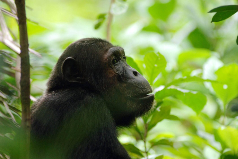4 Day Primates Trekking in Rwanda