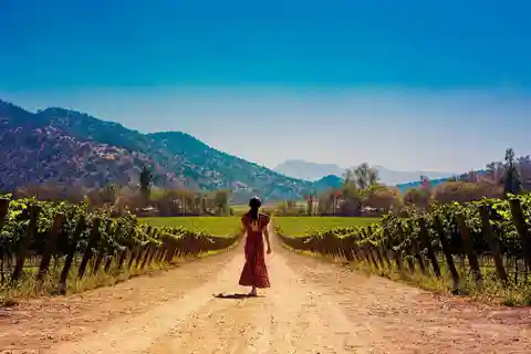 Santiago: Excursão de meio dia à Vinícola Santa Rita