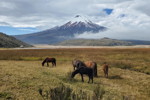 From Quito: Private Andes Tour to Cotopaxi & Quilotoa Lagoon