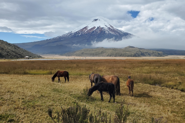 From Quito: Private Andes Tour to Cotopaxi & Quilotoa Lagoon