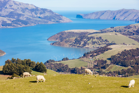 Christchurch: Excursión de un día a Akaroa y la península de Banks