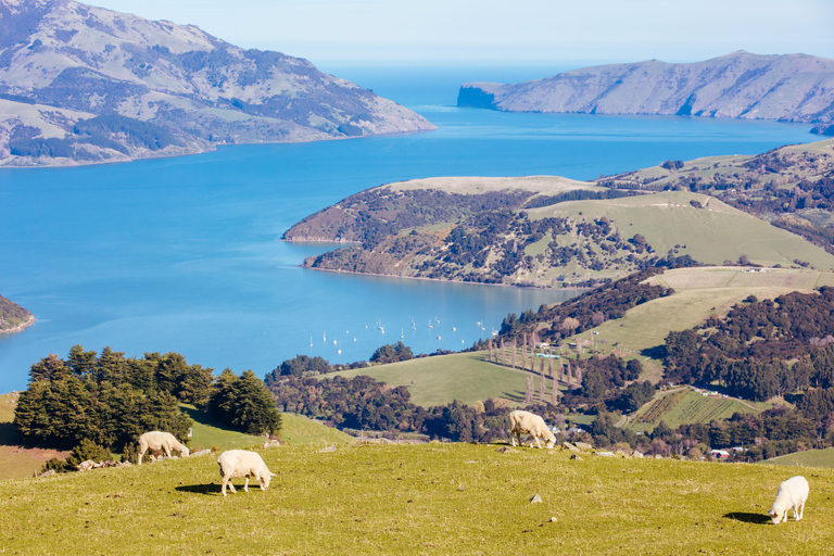 Christchurch: Akaroa i Półwysep Banks - 1-dniowa wycieczka