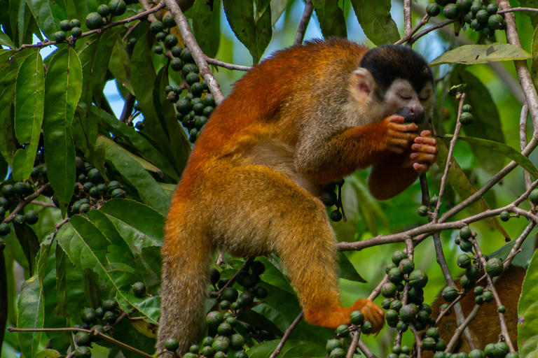 Sierpe : Caminata en Corcovado N. P.