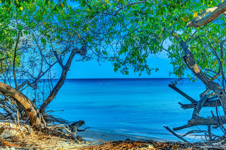 EXPÉRIENCE D'UNE JOURNÉE SUR L'ÎLE DE L'ENCHANTEMENTEXPÉRIENCE D'UNE JOURNÉE À L'ISLA DEL ENCANTO