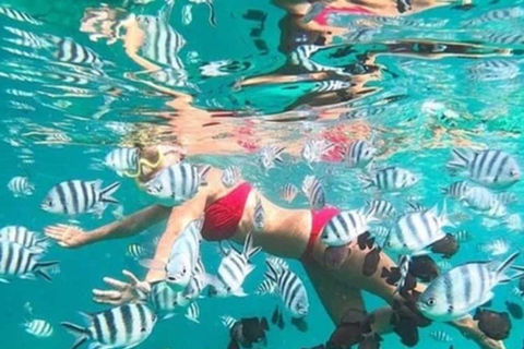 Zanzibar: Mnemba Dolphin, Jozani Forest & Turtle Sanctuary Private Tour without Hotel transfer