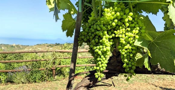 Tropea: Calabrian Cooking Class with Lunch