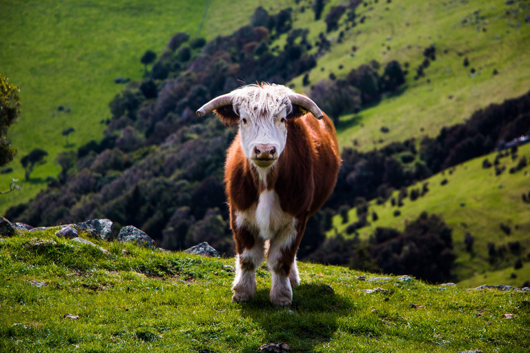 Christchurch: Excursión de un día a Akaroa y la península de Banks