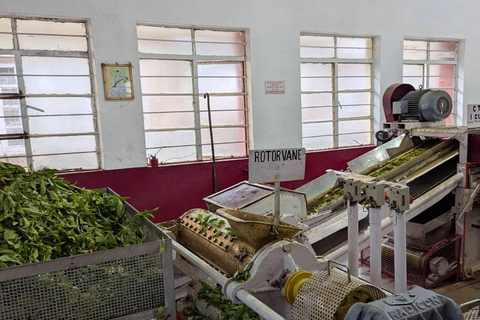 Cochin - Munnar Day Trip with Waterfalls and Tea Museum