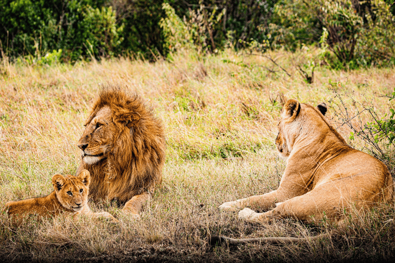 "Day Trip to Ol Pejeta: Wildlife & Picnic Lunch Adventure" olpajeta daytrip