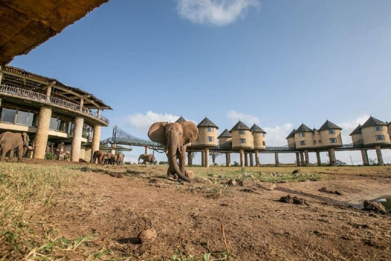 3 Tage Safari zur Saltlick Lodge von Nairobi aus