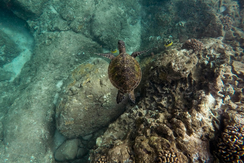 Phi Phi: Maya Bay Half-Day Longtail Boat with Snorkeling