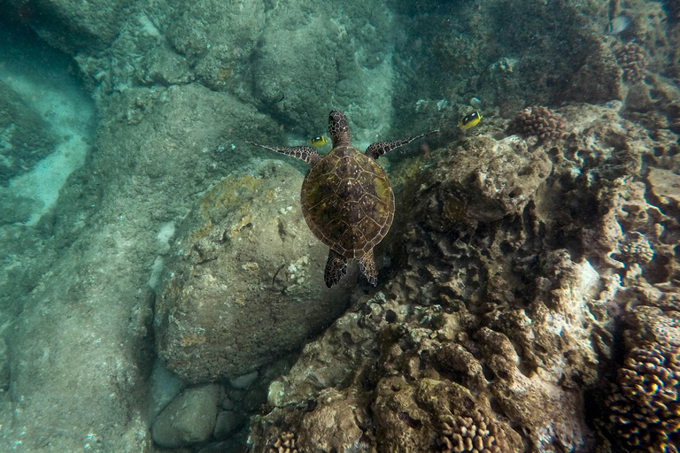 Phi Phi: Maya Bay Mezza giornata in barca a coda lunga con snorkeling