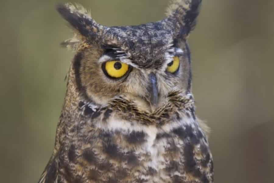 Bend: Eintrittskarte für das High Desert Museum. Foto: GetYourGuide