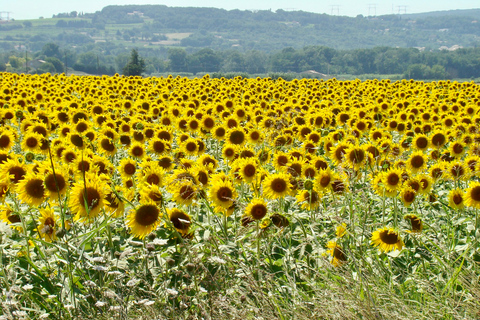 Albi, Cordés-sur-Ciel &amp; Gaillac: Day Trip from Toulouse