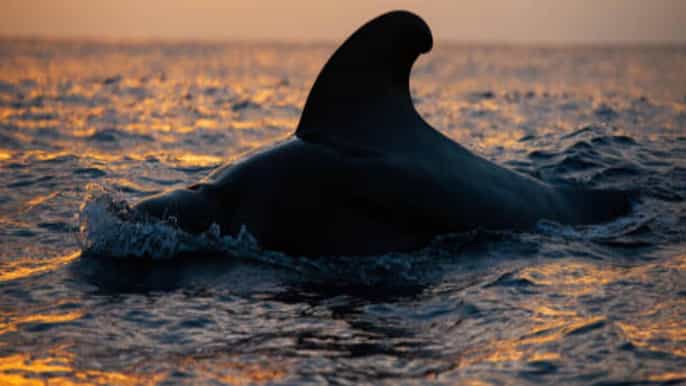 Los Cristianos: Excursión de avistamiento de ballenas en yate ecológico al atardecer