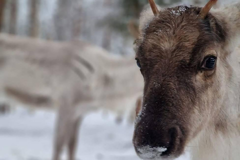 Rovaniemi: Reindeer Farm & Arctic Experience and Photos