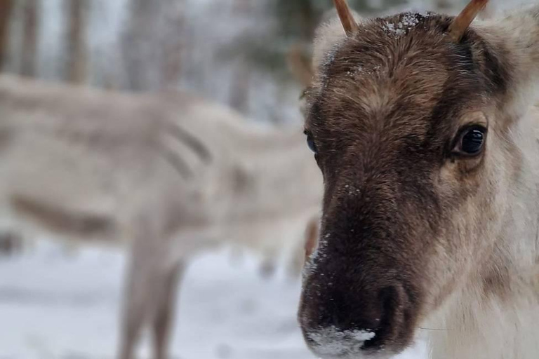 Rovaniemi: Reindeer Farm & Arctic Experience and Photos