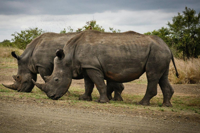 Viagem de 1 dia ao Parque Nacional de Nairóbi e ao Sheldrick Elephant Trust