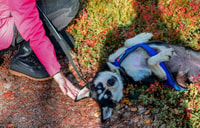 Rovaniemi, Husky Safari Tour & 6-10 km Selbstfahrendes Mushing - Hizvo