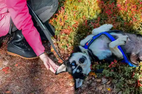 Rovaniemi: Excursión Safari con Husky y Mushing Autodirigido de 6-10 km