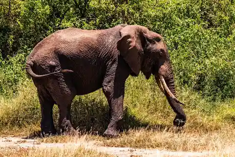 Arusha:Safari di 7 giorni Scopri la vera Africa dal Lago Manyara