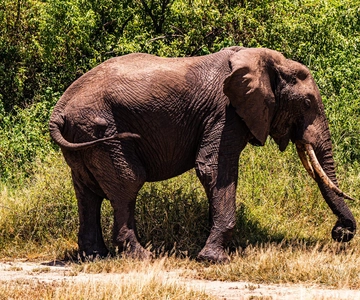 Arusha:7Day Safari Discover the real Africa from LakeManyara