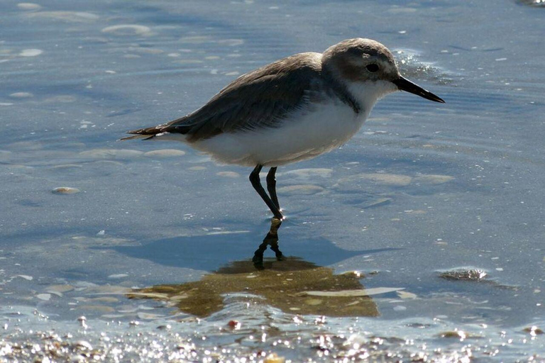 Auckland: Birdwatching, Hiking & Waterfalls Tour