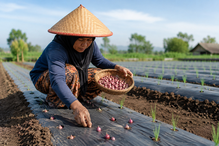 Jember: Shallot Farming Experience with Local Farmers