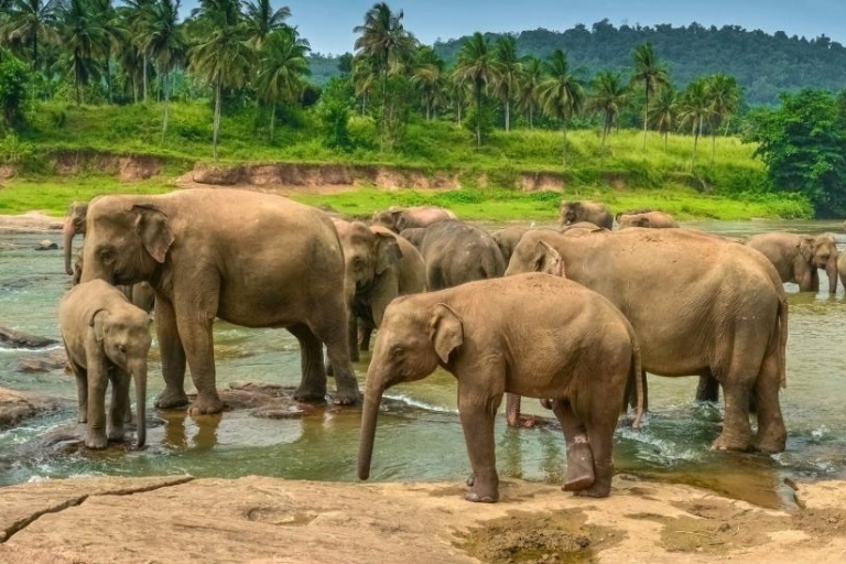 Vacaciones en Sri Lanka con una semana de senderismo por la ruta del Pekoe