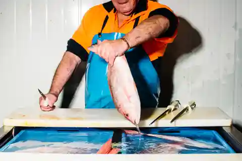 Sydney Fish Market - en rundtur bakom kulisserna