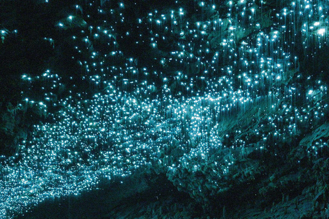 De Auckland Waitomo Glowworm &amp; Cave Explorer Tour particular