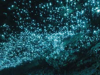 Grotte di Spellbound: escursione da Auckland