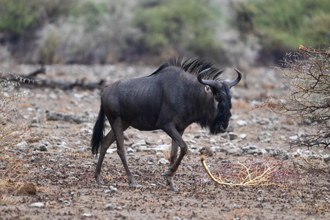 Windhoek: 3-Day Guided Safari in Etosha with Lodge
