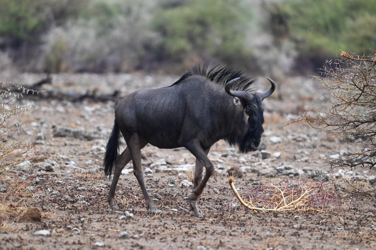 Windhoek: 3-Day Guided Safari in Etosha with Lodge
