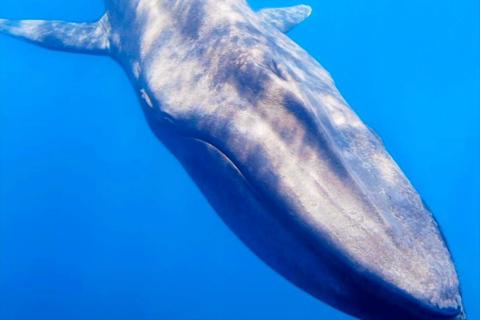 Mirissa: Dolphin Swim Blue Whale Snorkelling | All-Inclusive Mirissa: Scuba Diving & Turtle Snorkelling Experience