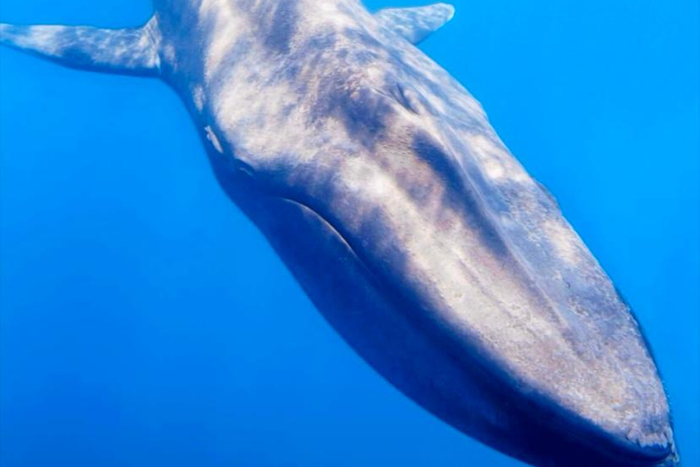 Mirissa: Dolphin Swim Blue Whale Snorkelling | All-Inclusive Mirissa: Scuba Diving & Turtle Snorkelling Experience
