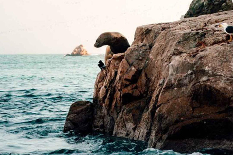 From Lima: Excursion to Ballestas Islands & Oasis Costa Rica From Lima: Excursion to the Ballestas Islands and Oasis Costa Rica